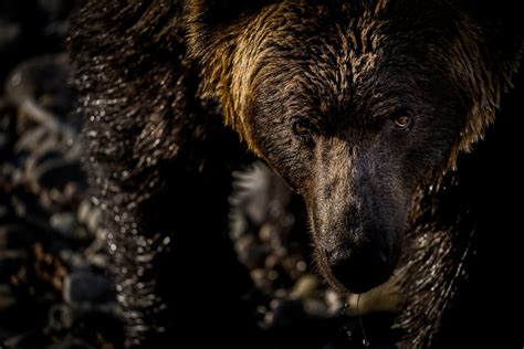 自然界 動物|自然の神秘：野生の生き物の不思議な世界 